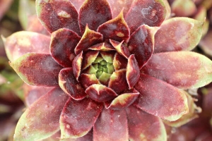 Sempervivum 'Killer' New 2023